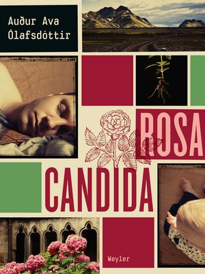 cover image of Rosa candida